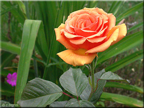 Rose 'Bora-Bora' Rose Bora-Bora