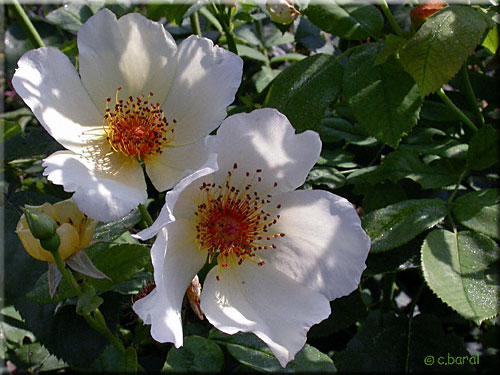 Rosier 'Jacqueline du Pré'
