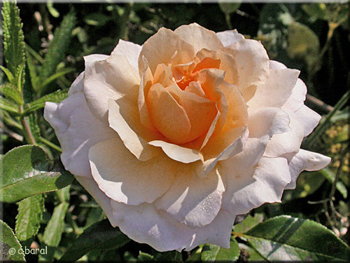 Rose 'Marjolaine'