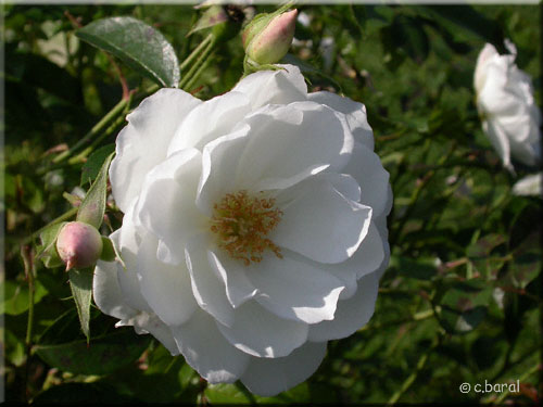 Rose Iceberg, Syn. Fée des Neiges