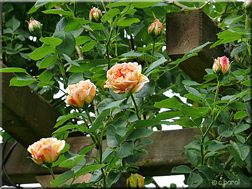 Rosier 'Alchemist' Rosier 'Alchemist'