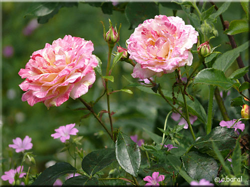Rosier 'Claude Monet'