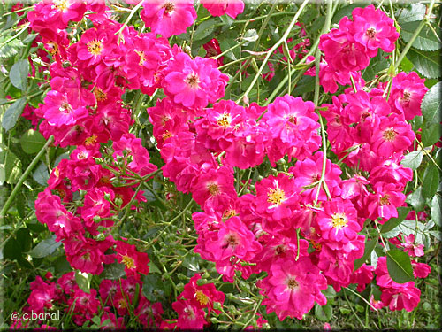 Rosier Pollux