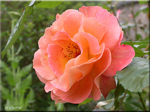 Rosier 'Westerland'