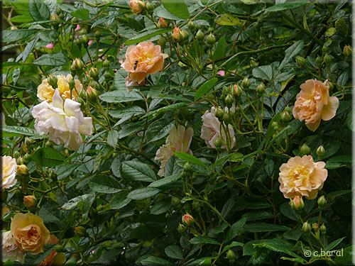 Rosier Ghislaine de Féligonde
