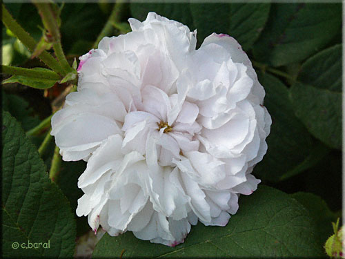 Rosier 'Léda' Rosier 'Léda'
