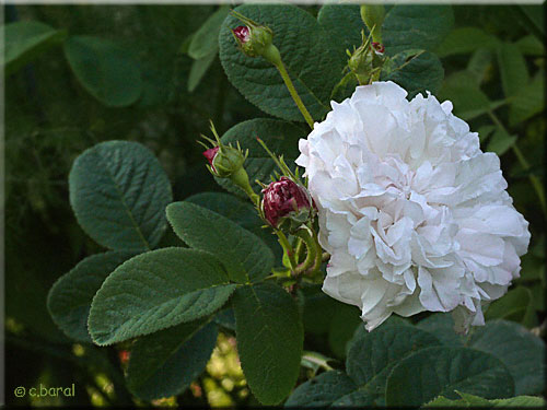 Rosier 'Léda' Rosier 'Léda'