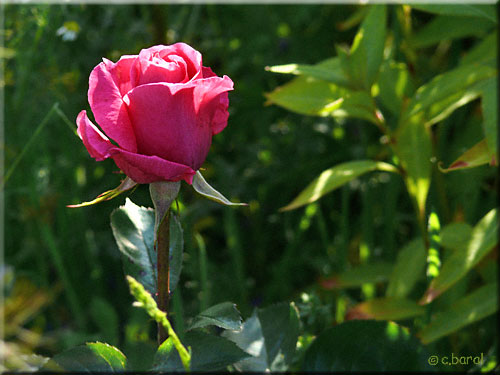 Bouron de Rose 'Alexandra Renaissance'