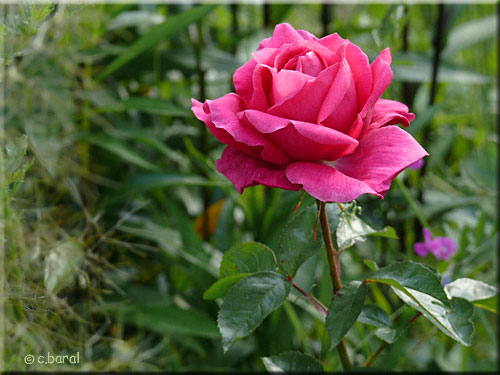 Rose 'Alexandra Renaissance'