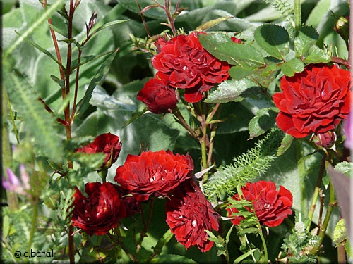 Rosier 'Prince Meillandina' Rosier 'Prince Meillandina'