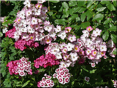 Rosier 'Ballerina' et Œillet de poètes Rosier Ballerina et Œillet de poètes