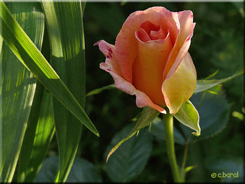 Bouton du Rosier 'Jules Verne'
