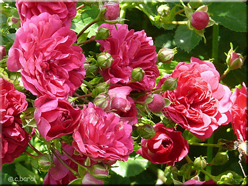 Rosier 'Excelsa' Rosier 'Excelsa'
