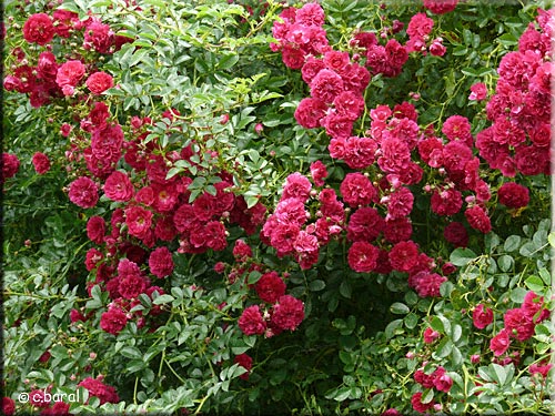 Rosier 'Excelsa'