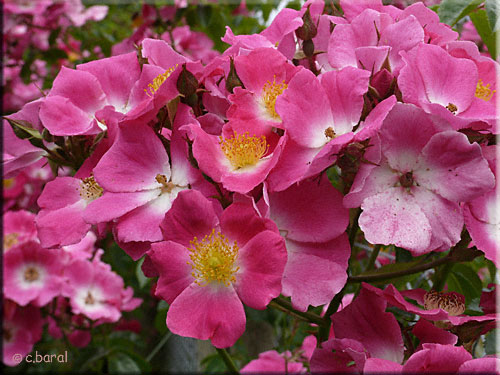 Rosier 'American Pillar'
