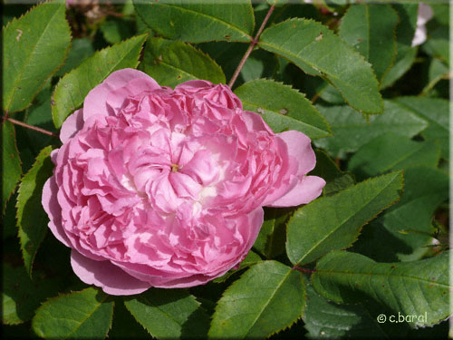 Rose 'Jacques Cartier'