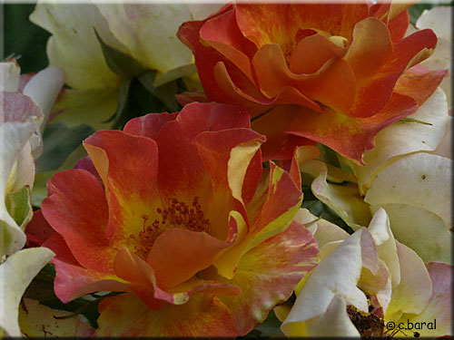 Rose 'Hubert de Givenchy'