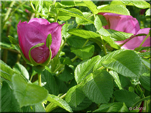 Rosa rugosa scabrosa
