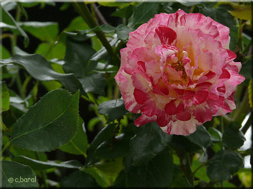 Rosier 'Camille Pissarro'