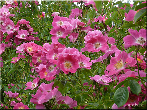 Rosier 'American Pillar'