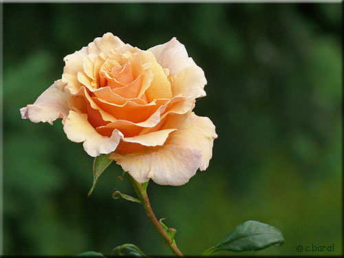 Rosier 'Paco Rabanne'