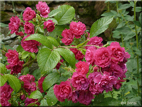 Rose 'F. J. Grootendorst'