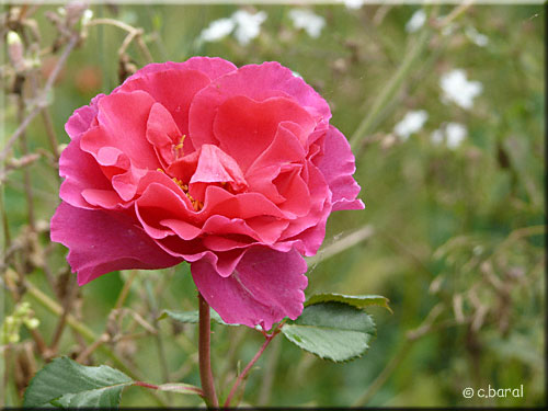 Rose Alexandra Renaissance