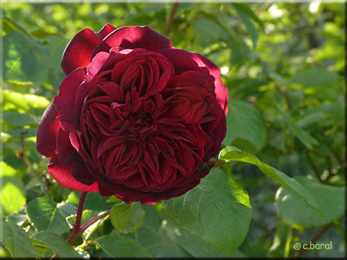 Rosier 'William Shakespeare'
