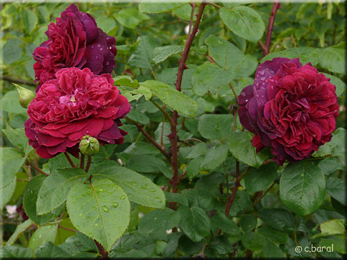Rosier 'William Shakespeare'