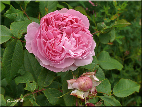 Rosier 'Jacques Cartier' Rosier 'Jacques Cartier'