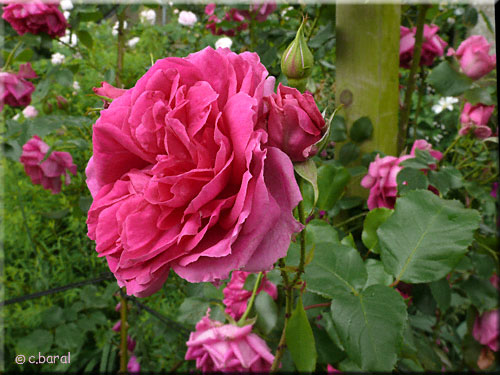 Rosier Pink Cloud