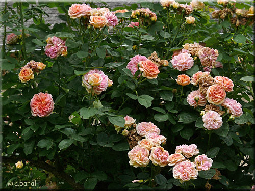 Rosier 'Alchemist' Rosier 'Alchemist'