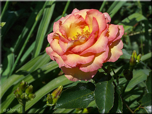 Rose 'Jules Verne'