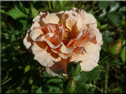 Rosier 'Paco Rabanne'