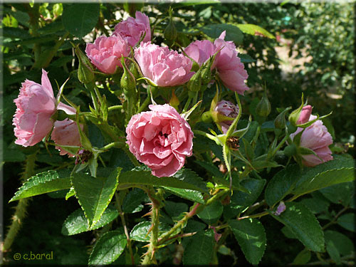 Rose 'Pink Grootendorst'