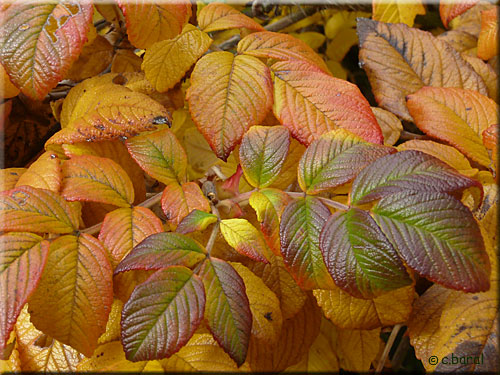 Feuilles d'automne de Rosa rugosa scabrosa