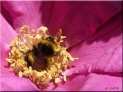 Bourdon prenant un bain de pollen