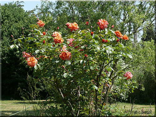 Rosier 'Westerland'
