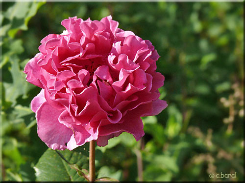 Rosier 'Alexandra Renaissance'