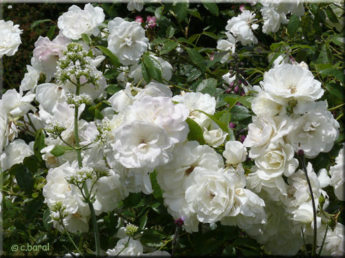 Rosier 'Fée des Neiges' Syn. 'Iceberg'