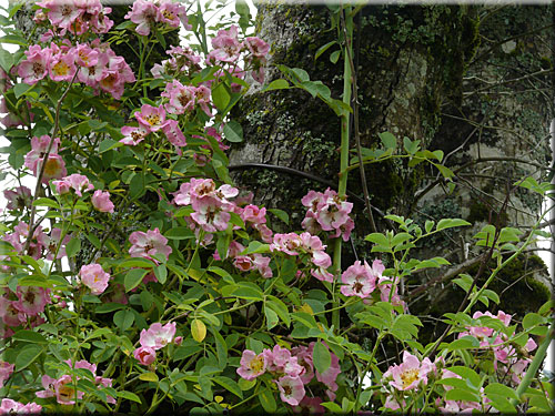 Rosier liane Kew Rambler Rosier liane Kew Rambler