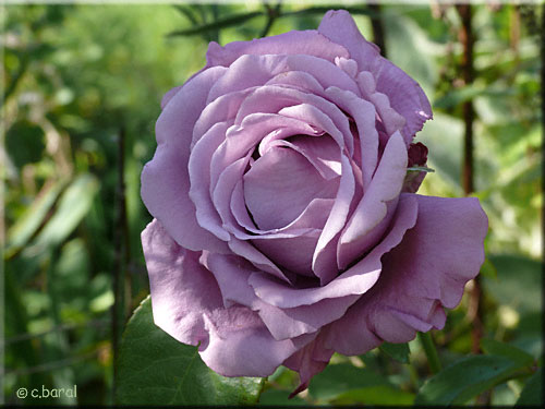 Rosier 'Bernadette Lafont'