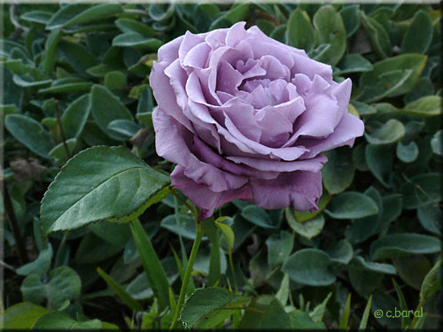 Rosier 'Bernadette Lafont'