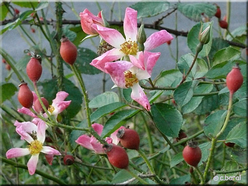 Fruits du Rosier 'New-Face' Fruits du Rosier 'New-Face'