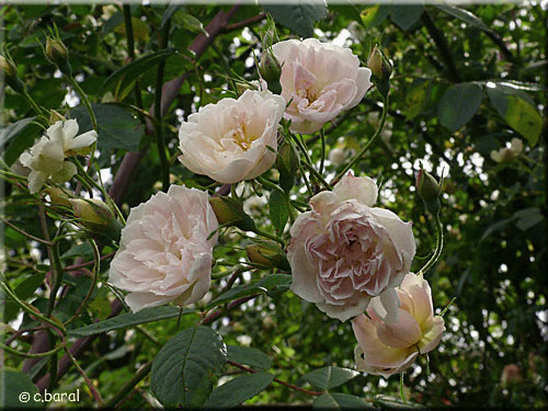 Rose 'Treasure Trove'