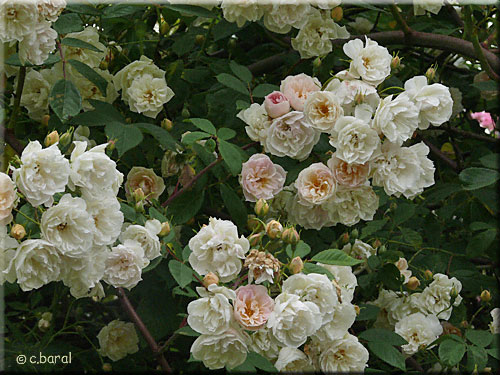 Rosier 'Treasure Trove'