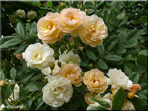 Rosier 'Ghislaine de Féligonde'