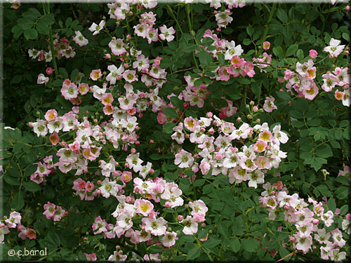 Rosier Kew Rambler Rosier Kew Rambler