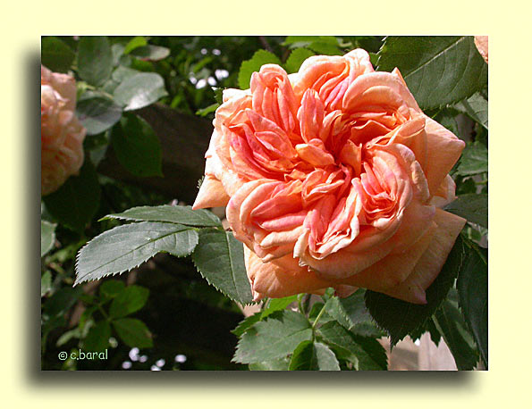 Rosier 'Alchemist' = 'Alchymist'