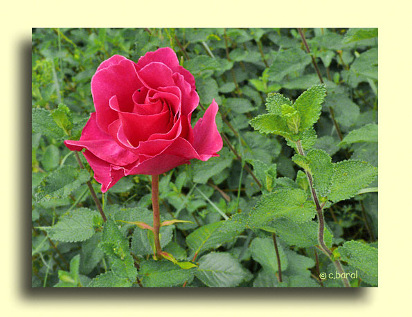 Rosier 'Alexandra Renaissance'